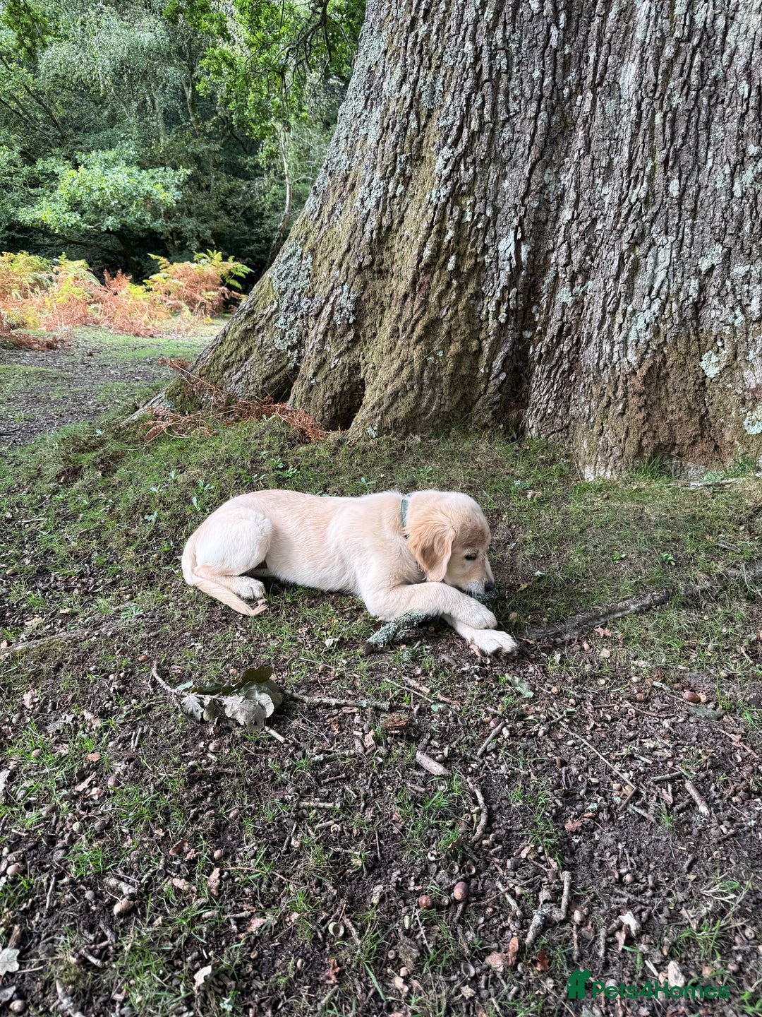 Golden Retriever dogs for sale: 1 Golden Retriever Puppy  - Advert 2