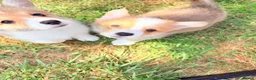 Welsh Corgi Pembroke dogs for sale: Welsh corgi (Pembroke) puppies - Advert 2
