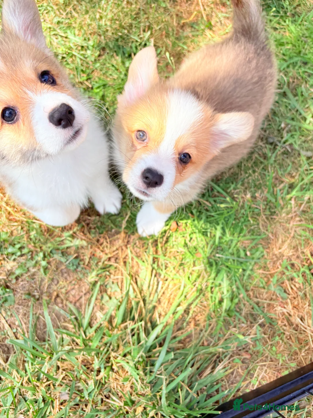 Welsh Corgi Pembroke dogs for sale: Welsh corgi (Pembroke) puppies - Advert 2