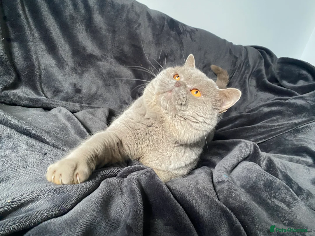 British Shorthair cats for stud: Championline Lilac Stud in Northolt - Advert 5