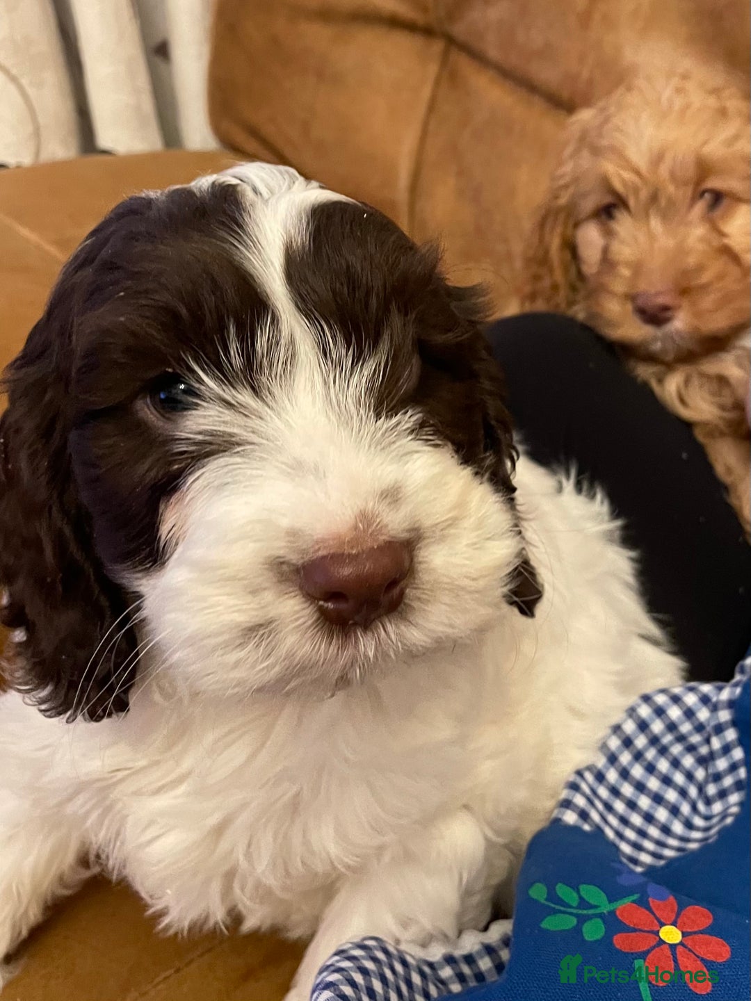 Cockapoo dogs for sale: Chunky Cockapoo Puppies - Image 13