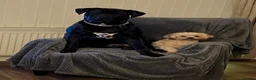 Mixed Breed dogs for sale: DDB X Dalmatian  - Advert 4