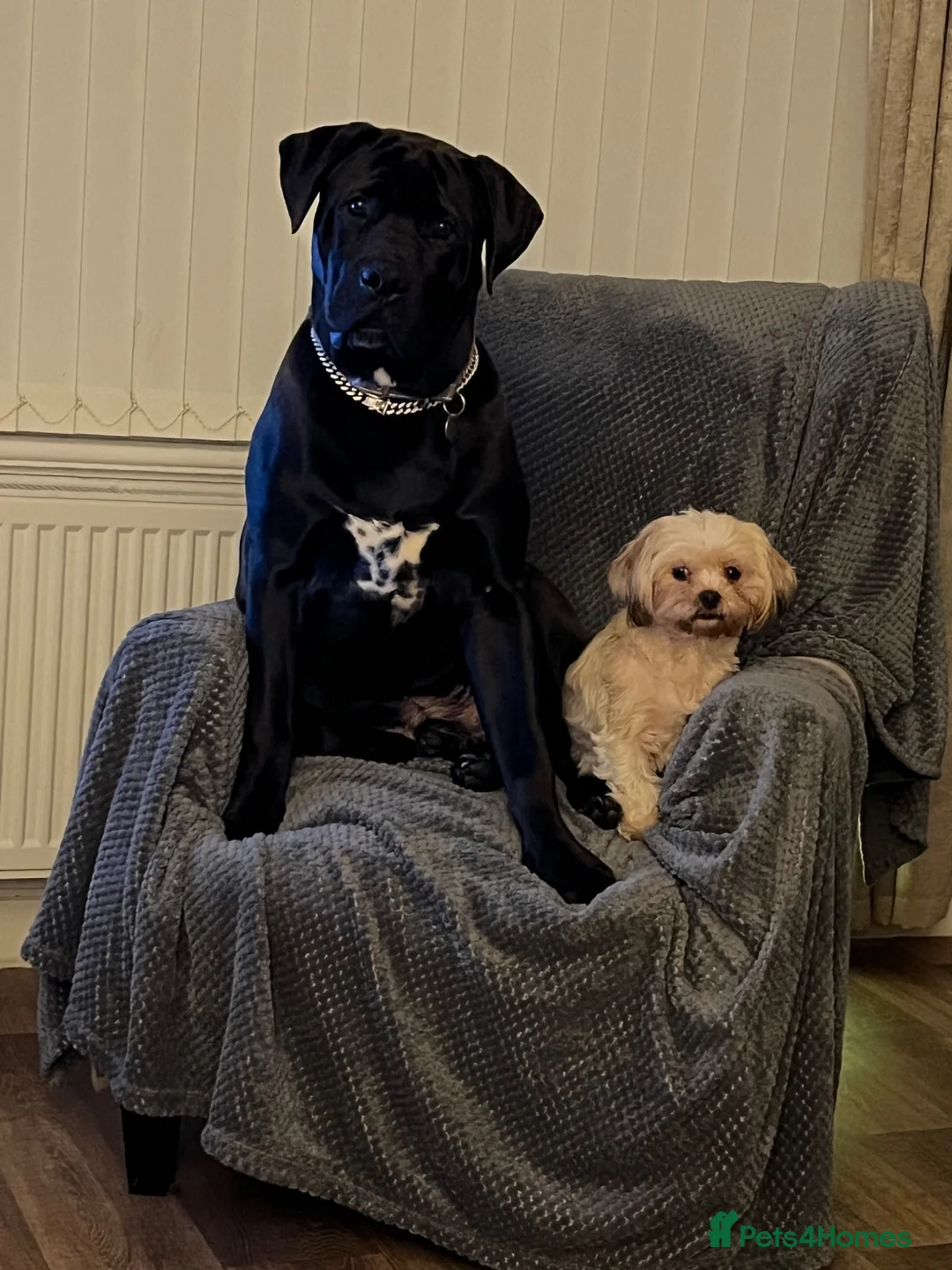 Mixed Breed dogs for sale: DDB X Dalmatian  - Advert 4