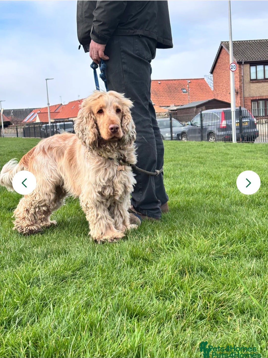 Cocker Spaniel dogs for sale: Stunning KC Registered Show Cocker Spaniel Puppies - Advert 12