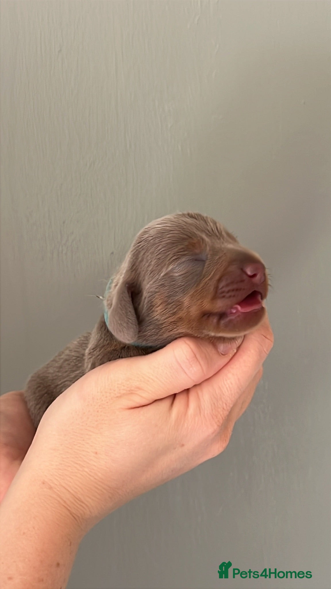 Miniature Dachshund dogs 🐾💕 Miniature Dachshund Puppies 💕🐾 - Advert 15