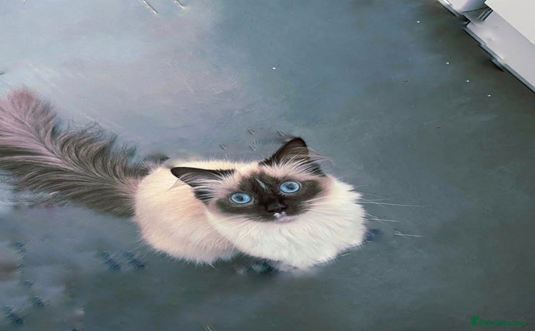 Ragdoll cats - Advert 13