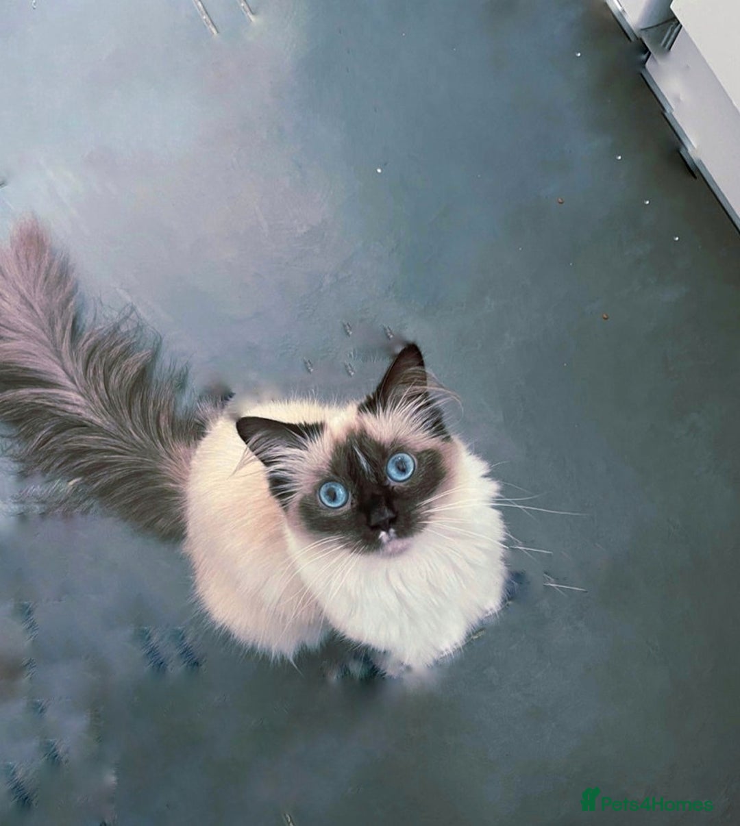 Ragdoll cats for sale: Stunning Ragdoll Cat seeking Forever Home  - Image 1