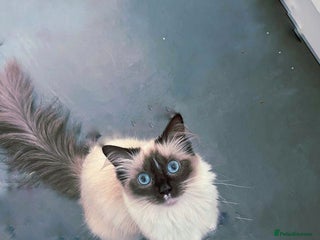 Ragdoll cats - Advert 34