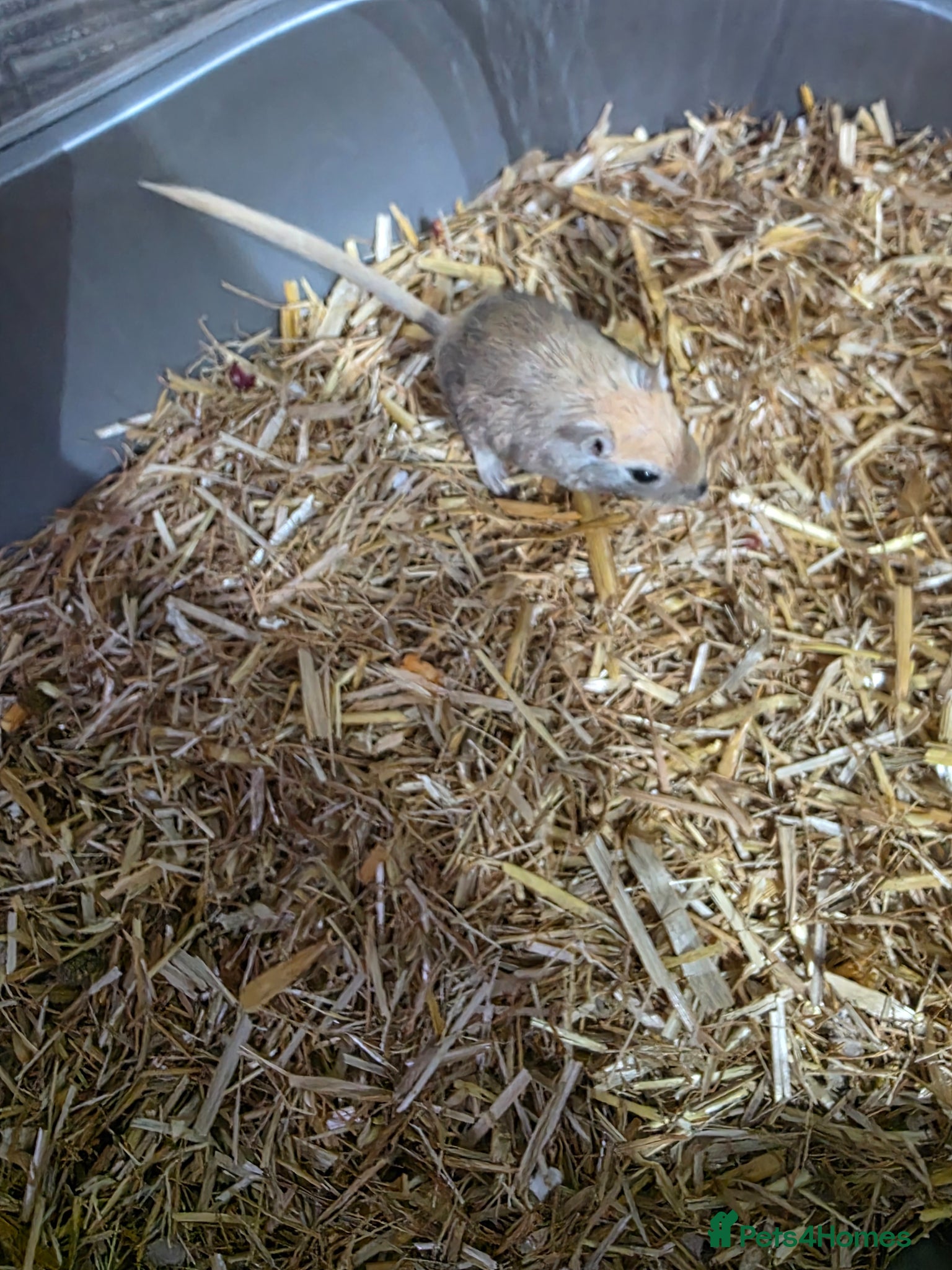 Gerbil rodents Gerbils  - Advert 4