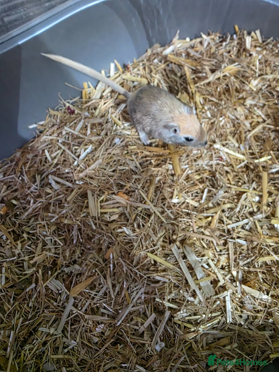 Gerbil rodents for sale: Gerbils  - Advert 1