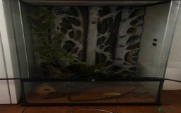 Gecko reptiles for sale: 5 Year Old Crested Gecko + Full Setup & Food - Image 6
