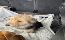 Mixed Breed dogs for sale: Jack Russell x Yorkshire terrier puppies  - Image 3