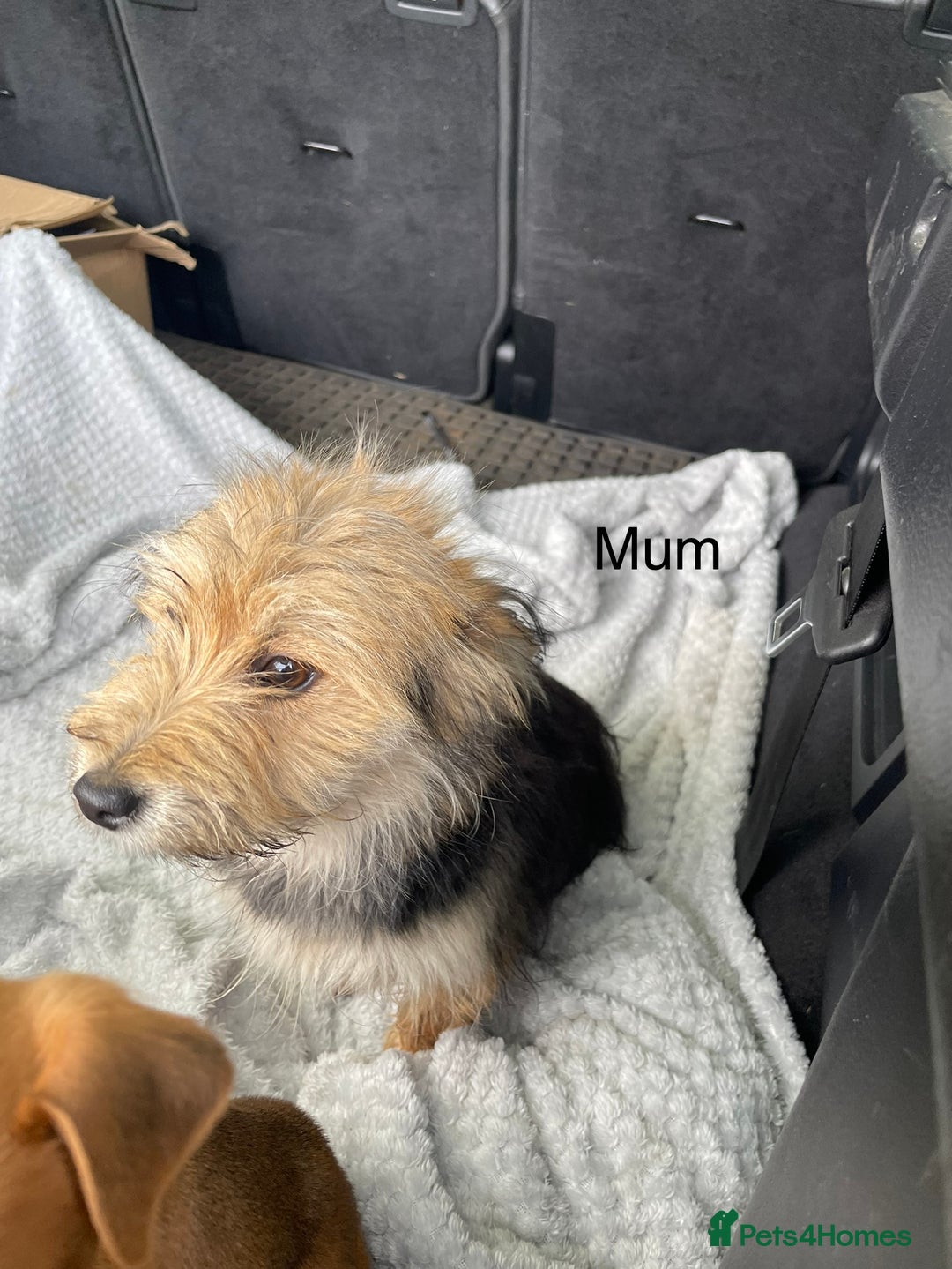 Mixed Breed dogs for sale: Jack Russell x Yorkshire terrier puppies  - Image 3