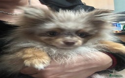 Pomeranian dogs for sale: Pomeranian Marle Puppies   in Newcastle upon Tyne - Image 7