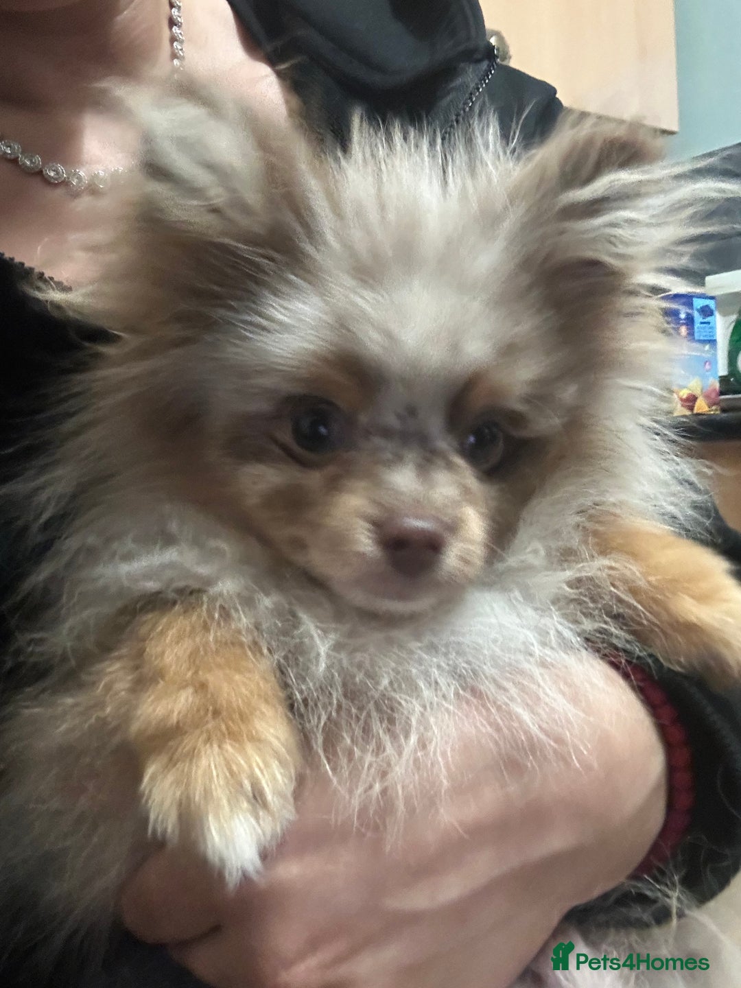 Pomeranian dogs for sale: Pomeranian Marle Puppies   in Newcastle upon Tyne - Image 7