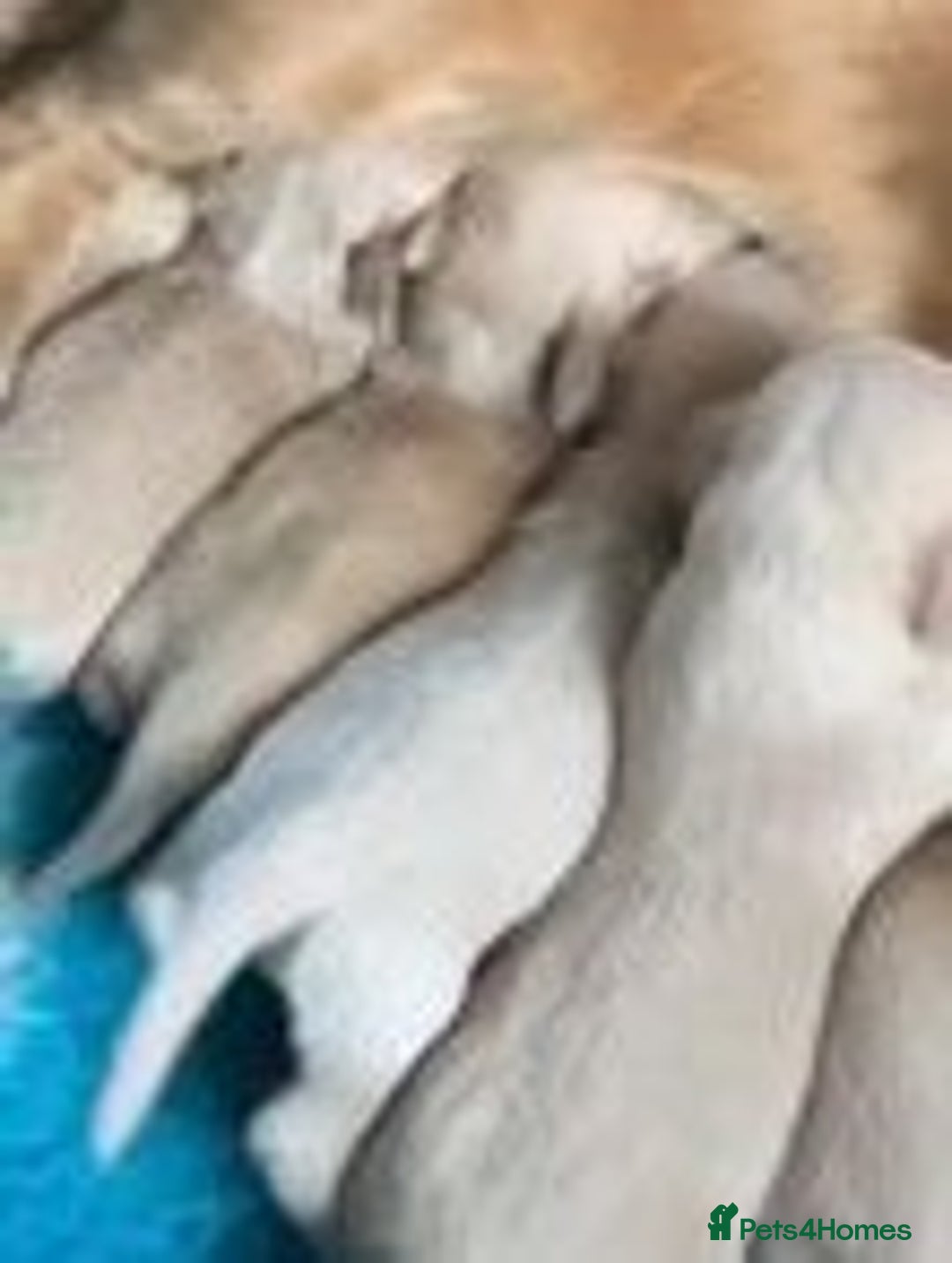 Miniature Dachshund dogs for sale: KC Smooth Coat Miniature Dachshund Puppies - Advert 9