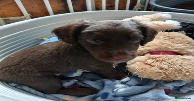 Mixed Breed dogs - Advert 12
