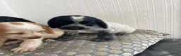 Cocker Spaniel dogs for sale: Adorable show cross cocker spaniel puppies  - Advert 8