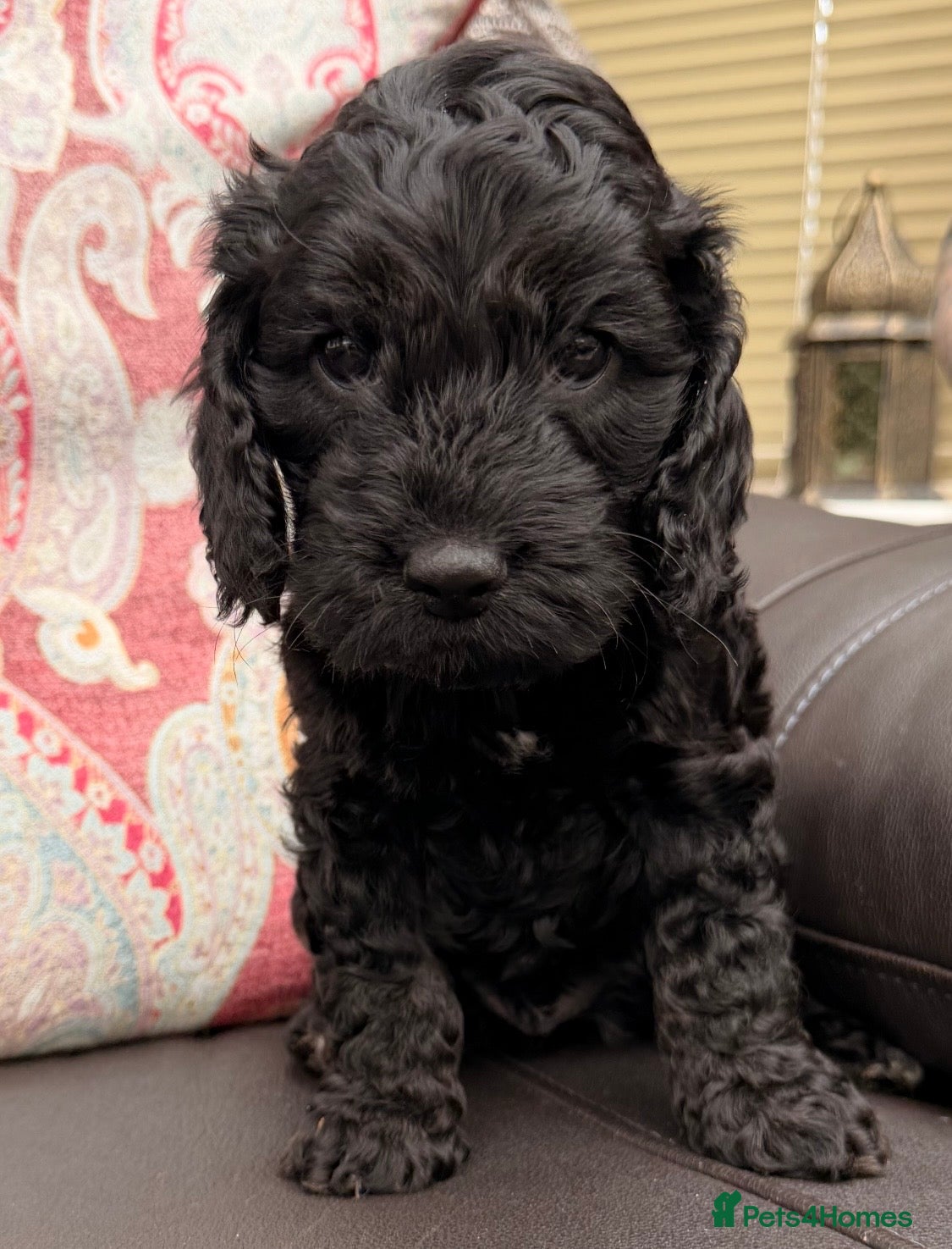 Cockapoo dogs F1 Cockapoo Puppies - Advert 6