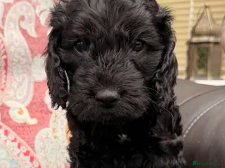 Cockapoo dogs F1 Cockapoo Puppies - Advert 11