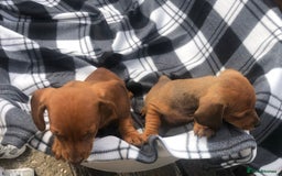 Dachshund dogs for sale: Dachshund puppy’s  - Image 2