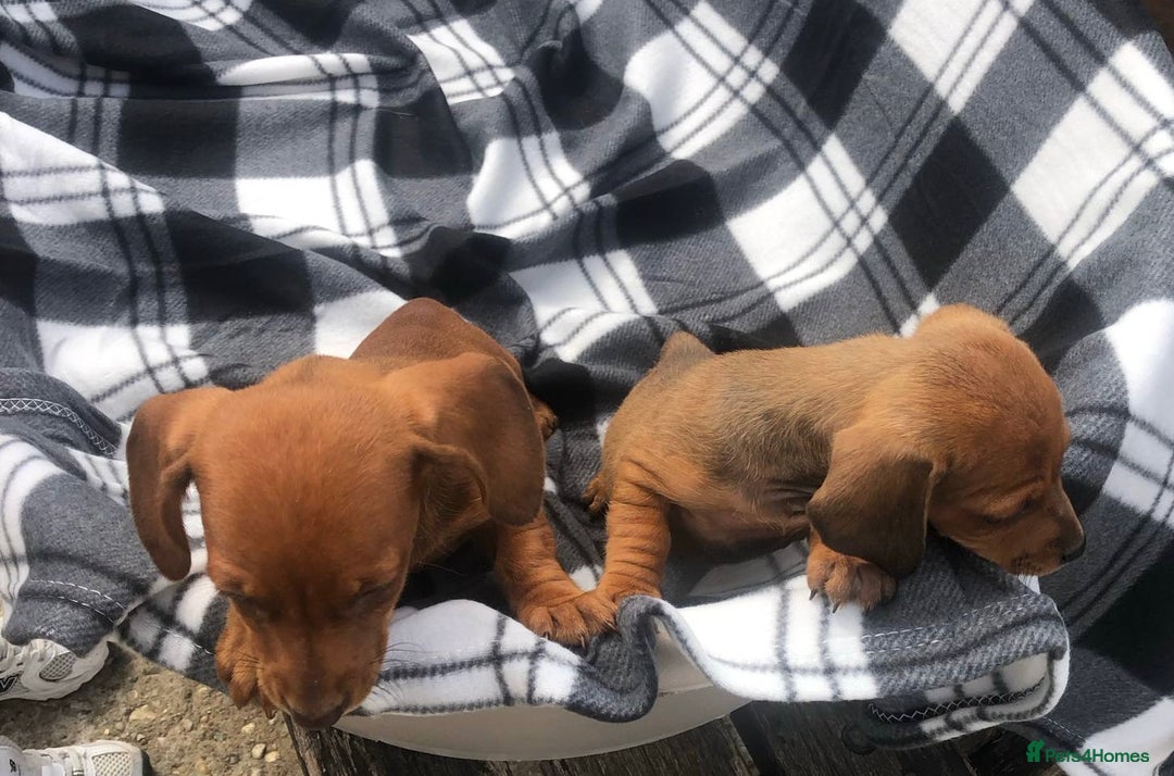 Dachshund dogs for sale: Dachshund puppy’s  - Image 2