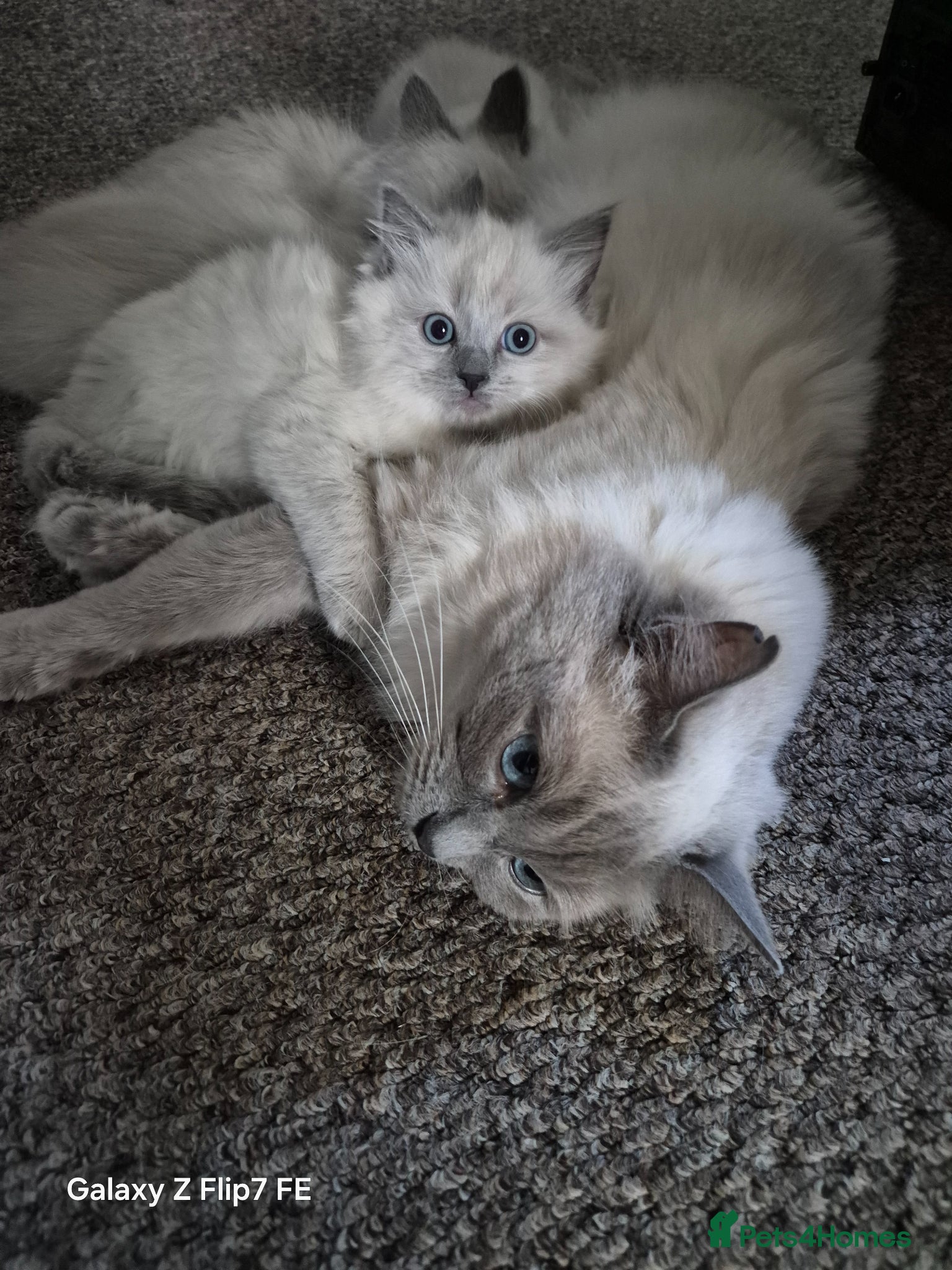 Ragdoll cats beautiful Ragdoll kittens – 2 boys and 1 girl. - Advert 17