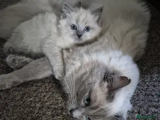 Ragdoll cats beautiful Ragdoll kittens – 2 boys and 1 girl. - Advert 13