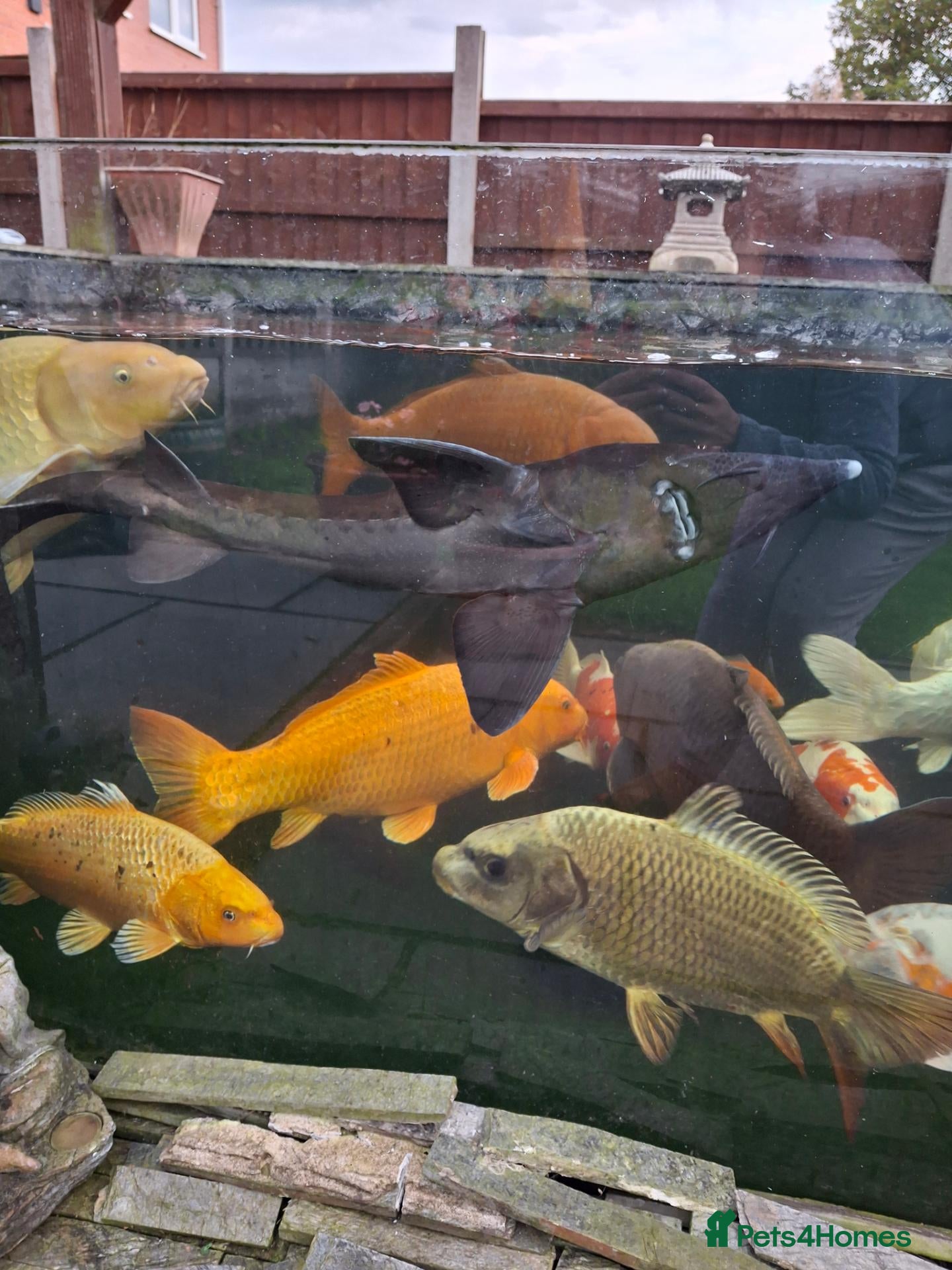 Koi Carp fish Koi carp all different for sale - Advert 14