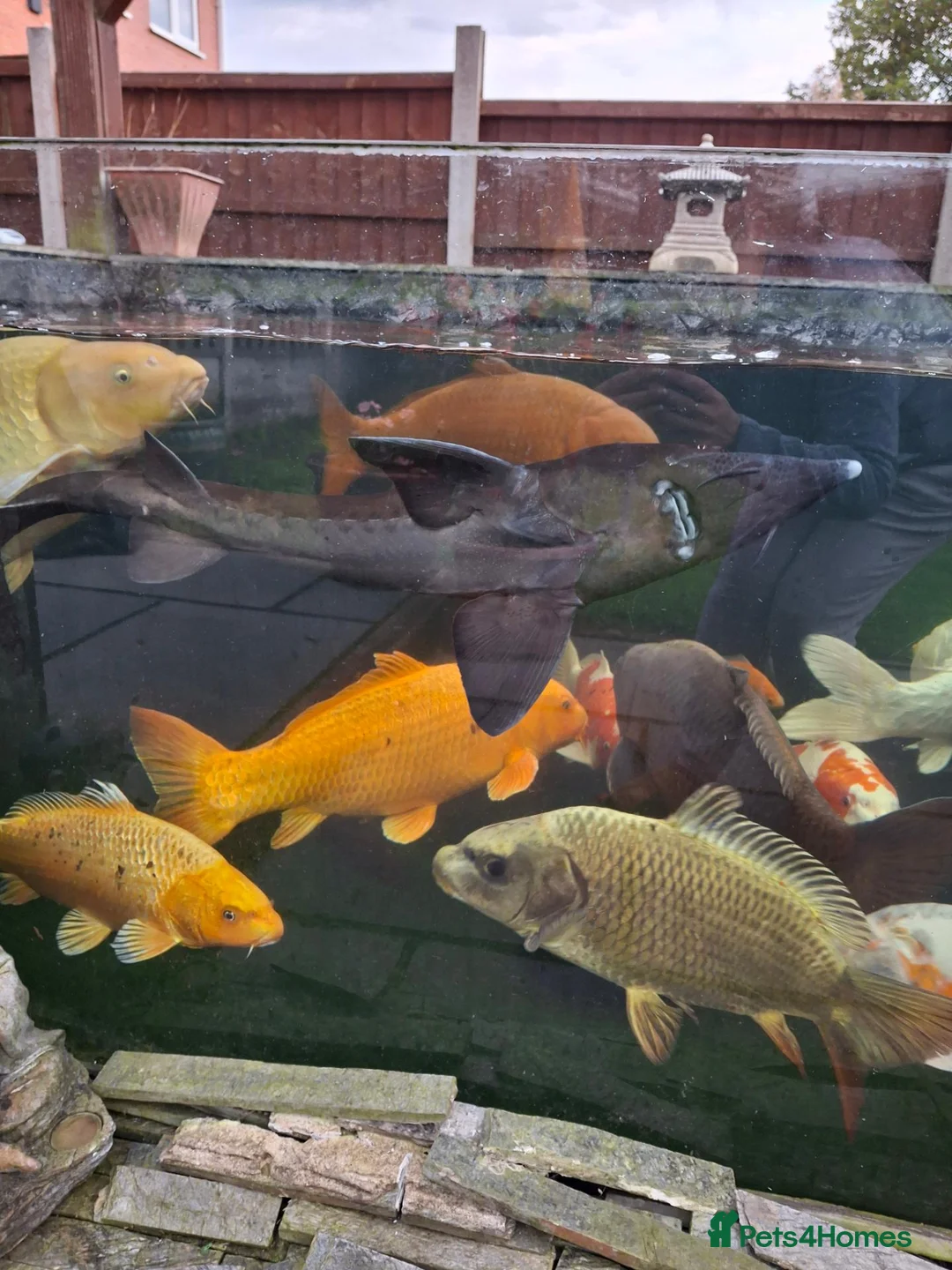 Koi Carp fish for sale: Koi carp all different for sale in Stoke-on-Trent - Advert 1