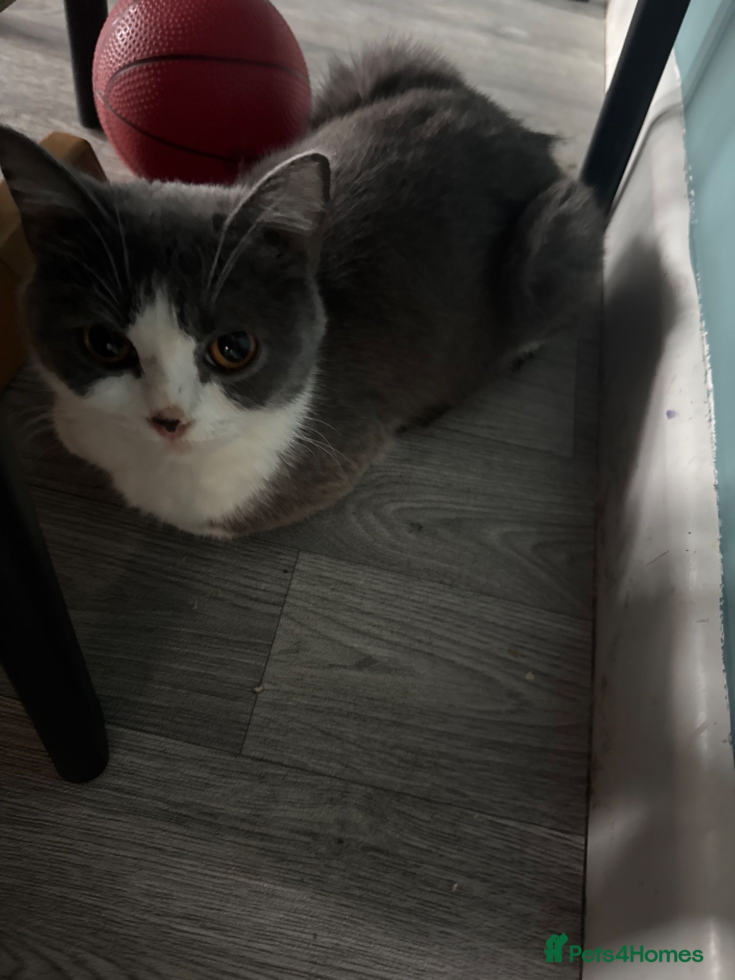 British Shorthair cats British shorthair kittens  - Advert 2