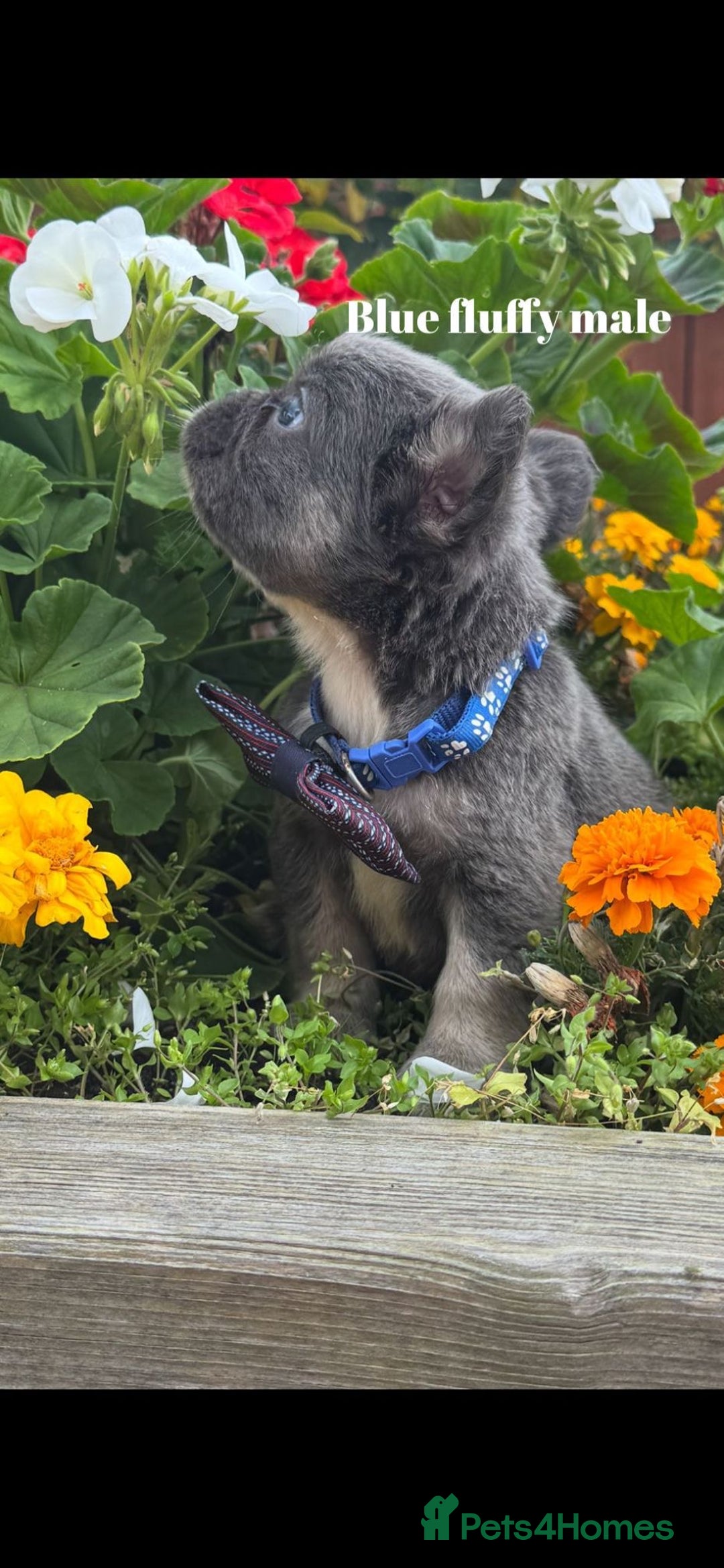 French Bulldog dogs for sale: Beautiful small build fluffy/fluffy carrier french - Image 15