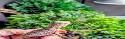 Bearded Dragon reptiles for sale: Hand tame in Pontypool - Advert 17