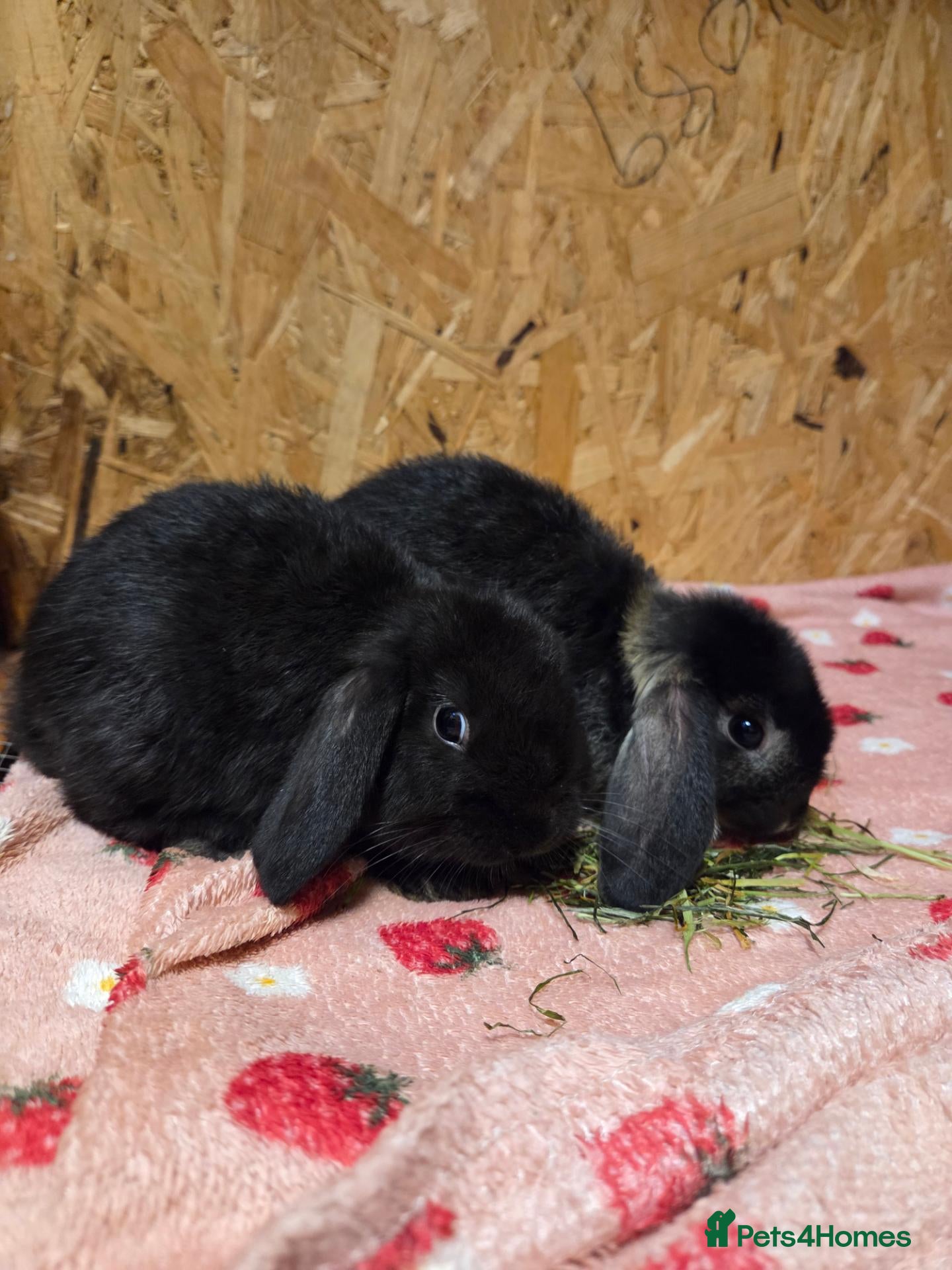 Mini Lop rabbits 8 week old very tame mini lop boys - Advert 2