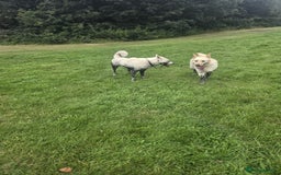 Mixed Breed dogs for sale: Northern Inuit x German shepherd puppies for sale  - Image 9
