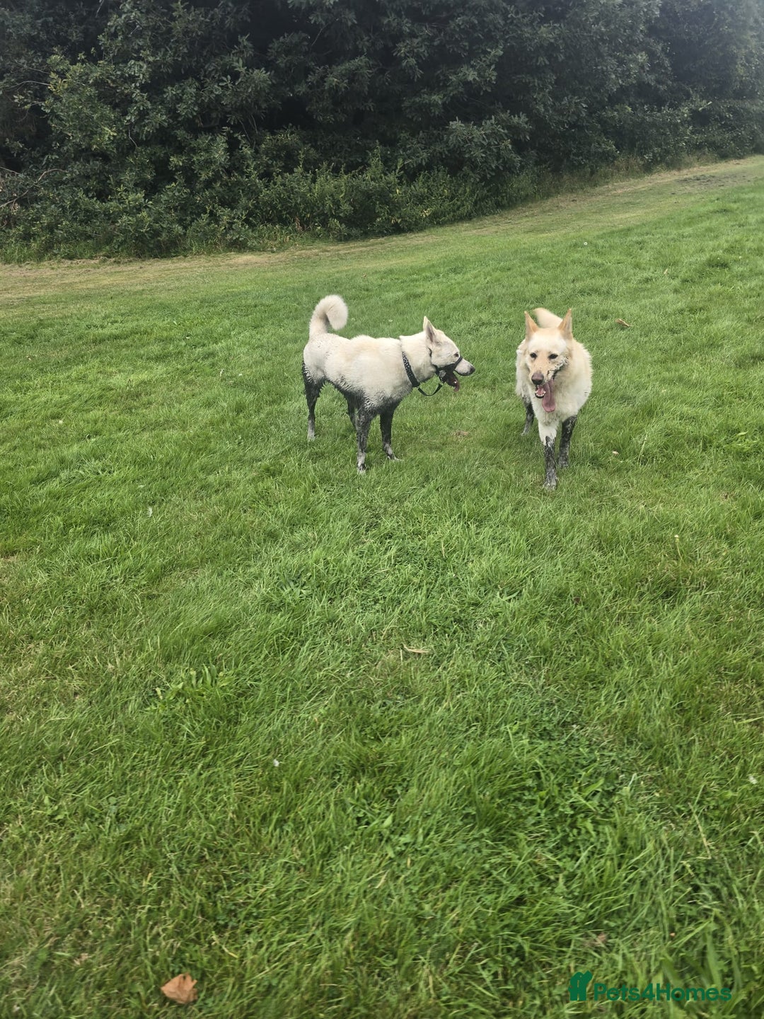 Mixed Breed dogs for sale: Northern Inuit x German shepherd puppies for sale  - Image 9