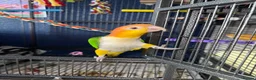 Parrots birds for sale: White bellied caique - Advert 2