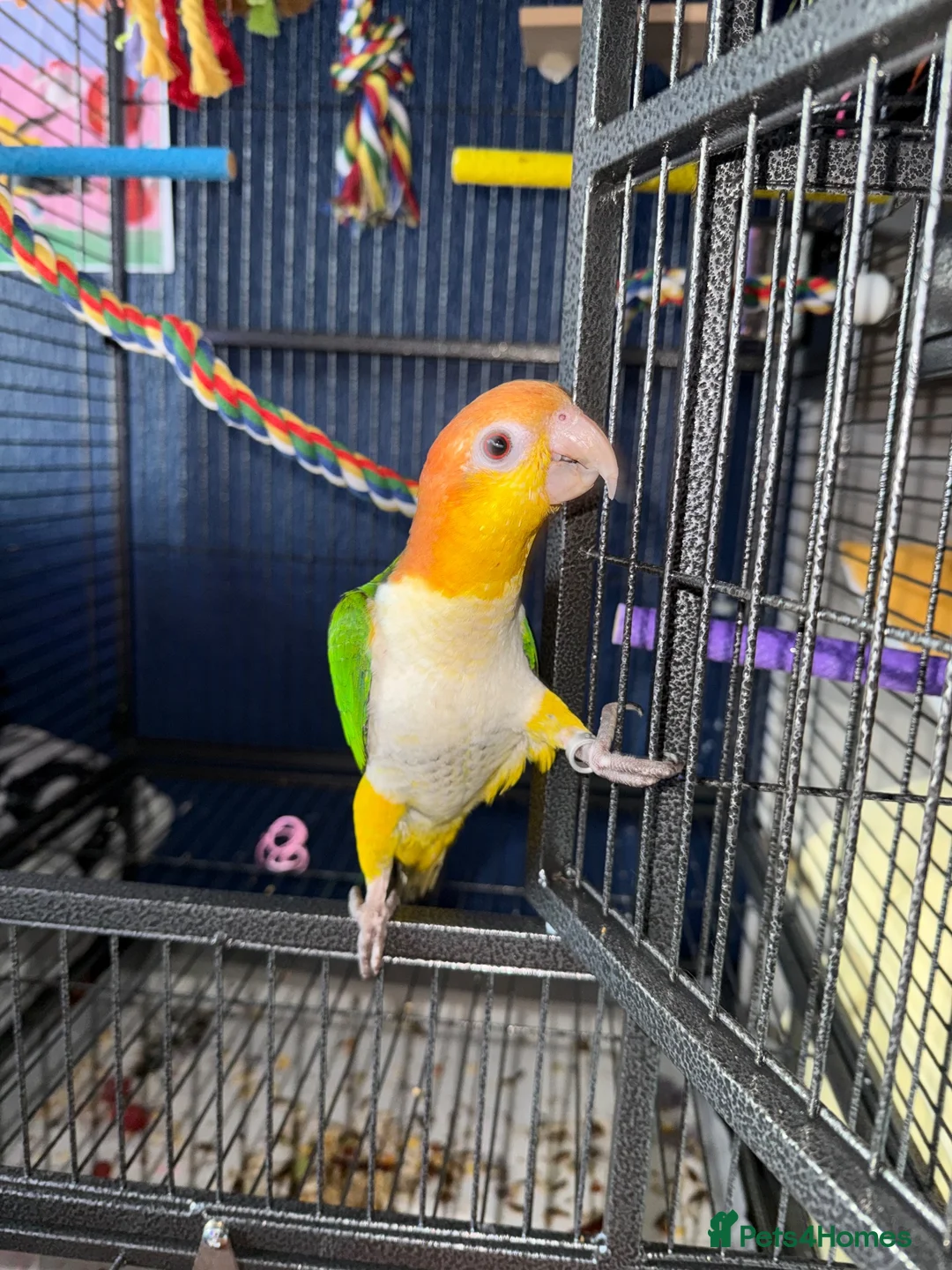 Parrots birds for sale: White bellied caique - Advert 2