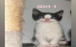 British Shorthair cats for sale: One last kitten to go to happy home in Llanelli - Image 1