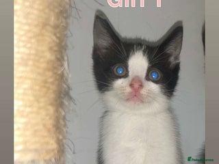 British Shorthair cats for sale in Llanelli - Advert 2