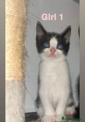 British Shorthair cats in Llanelli - Advert 17