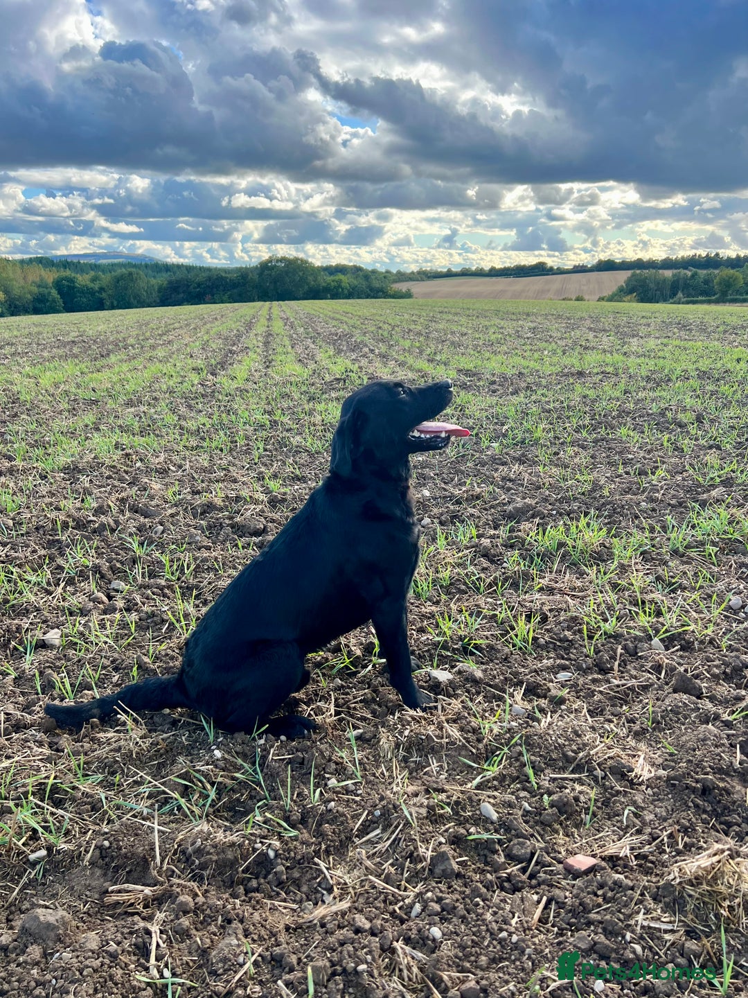 Labrador Retriever dogs for stud: Stud Dog available - Advert 3