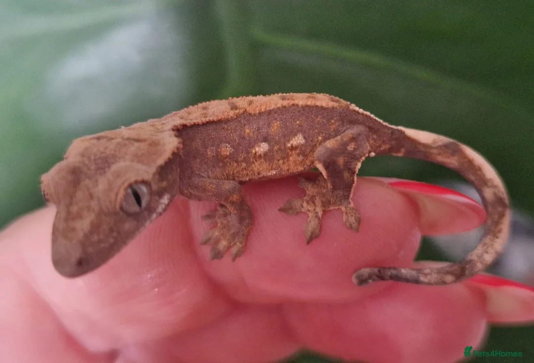 Gecko reptiles for sale: Baby crested gecko, unsexed. High quality - Advert 4