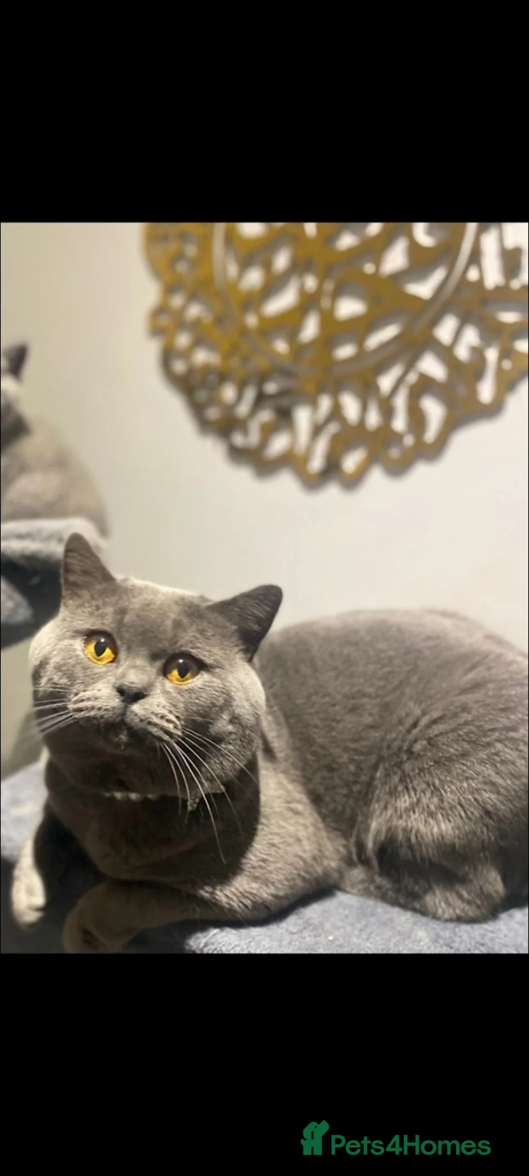 British Shorthair cats for sale: Original brithis cats  - Advert 5
