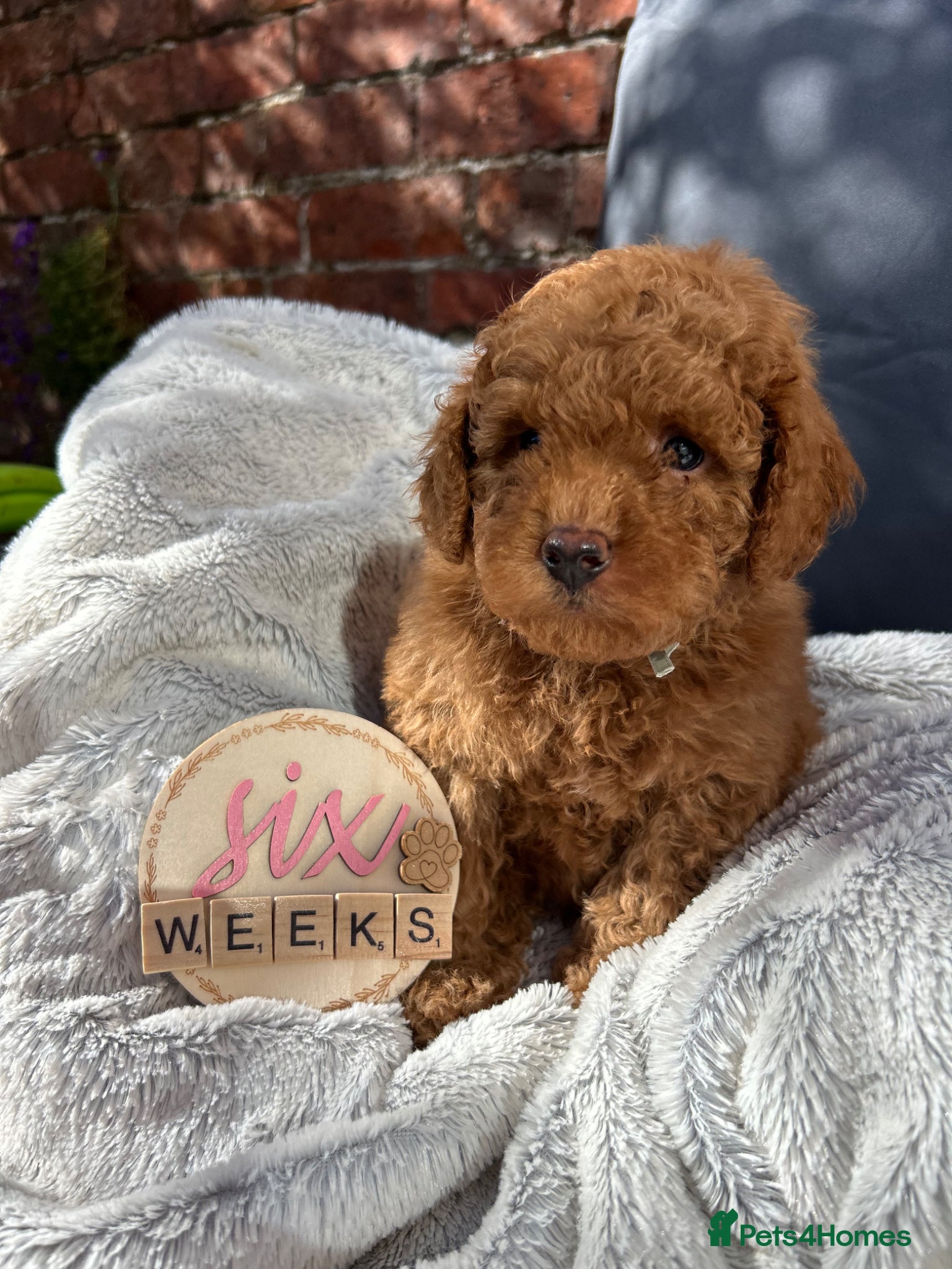 Cockapoo dogs Last Toy Cockapoo Boy ready next weekend1/5/26🥰 - Advert 2
