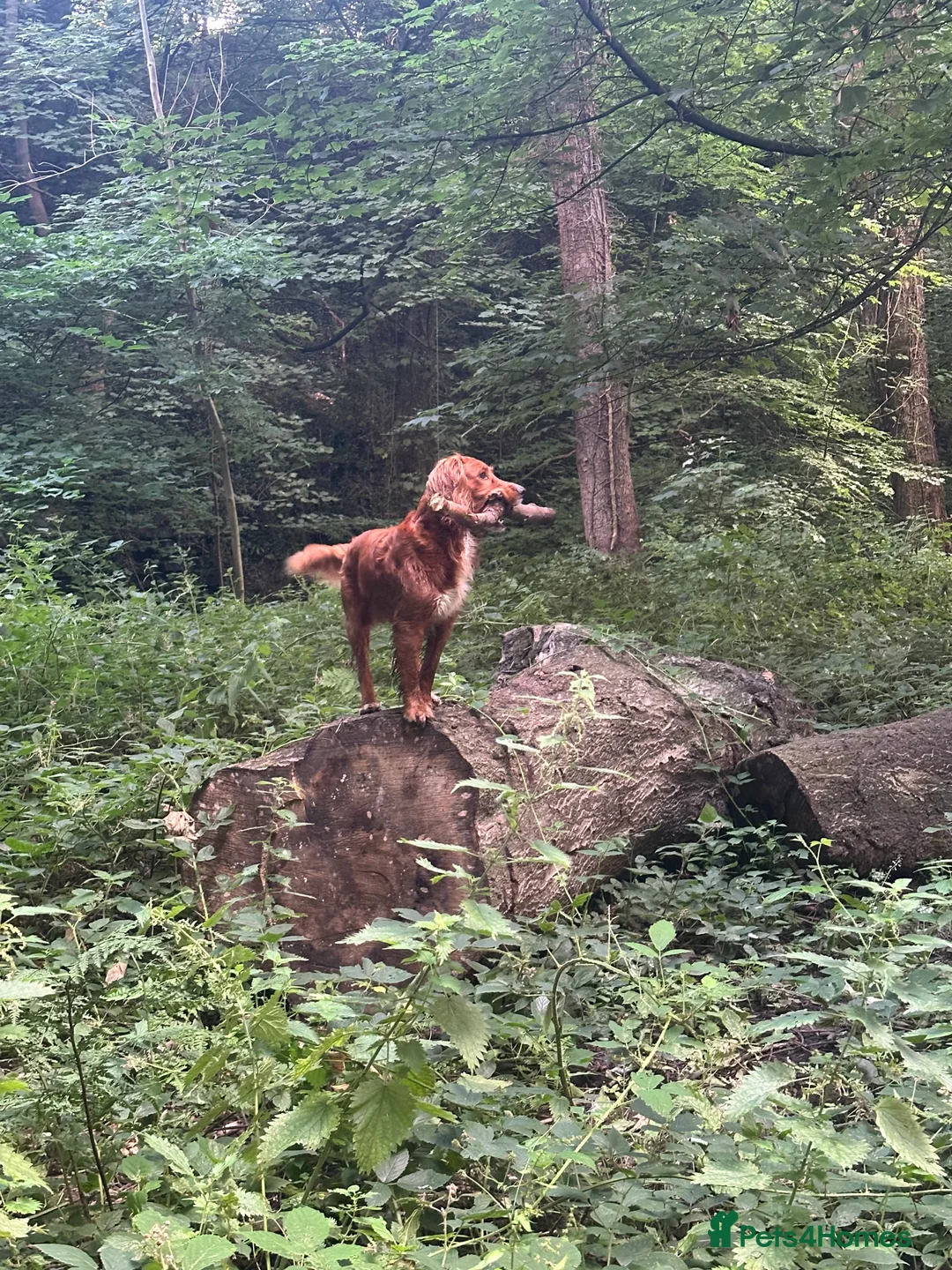 Cocker Spaniel dogs for stud: K.C Deep Red Working Cocker Proven Stud in Cramlington - Advert 28