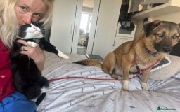 Mixed Breed dogs for adoption: Levi - Norwich Norfolk  - Image 2