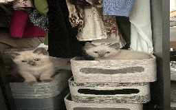 Ragdoll cats for sale: RAGDOLL x BSH KITTENS - Image 1