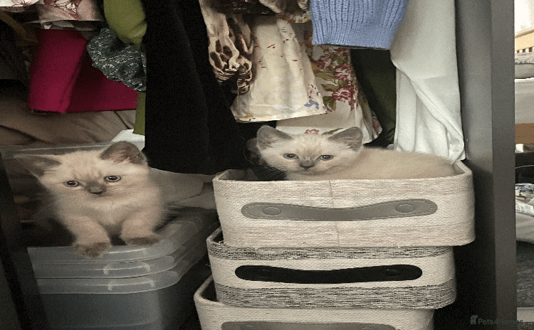 Ragdoll cats - Advert 3