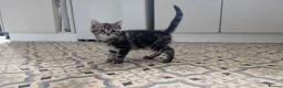 Mixed Breed cats for sale: Beautiful playful boy - Advert 3